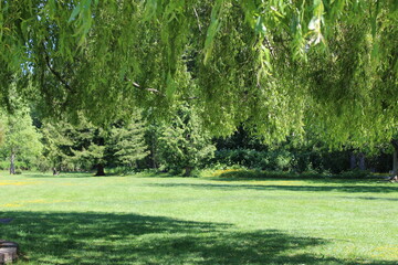 Summer breeze through fresh green willow tree in a park