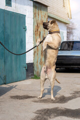 a young bull Mastiff jumps and stands on its hind legs near the building. car in the background. beautiful Pets.