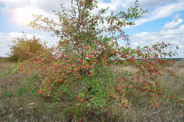 Fototapeta na wymiar red hawthorn fruit close up. bush sprig on a natural green background. beautiful blue clouds. bright glare