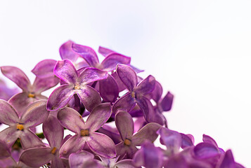 Purple Lilac Blossoms White Background 