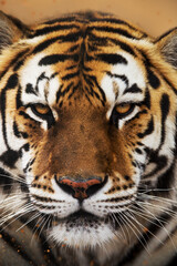 Naklejka premium Sumatran Tiger, panthera tigris sumatrae, Portrait of Male