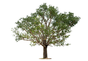 Trees mango tree isolated on white background Thailand.