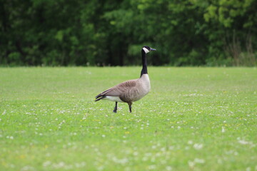 goose