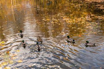 A group of wild ducks swims in the autumn pond among water lilies and fallen leaves. Peace and tranquility. Let's preserve nature for future generations.