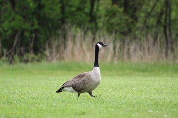 portrait goose