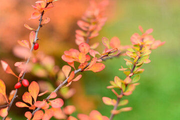 Fototapeta na wymiar Branches of barberry with red leaves and ripe berries in the autumn park. The dried fruit of Berberis vulgaris is used in herbal medicine.