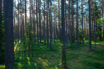 A beautiful green forest where the sun's rays pass through the trees. Sunset in the woods.