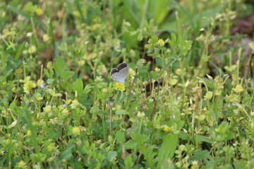 butterfly in action