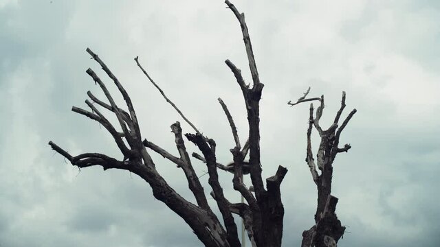 Horror tree branches on cloudy sky background, silhouettes of black leafless branches of an old tree in the forest. Horror, mystery and spooky scene