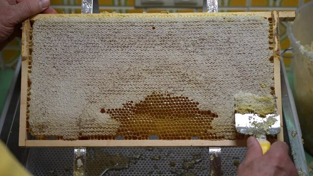Uncovering the honeycombs with the scraper by hand, honey harvest