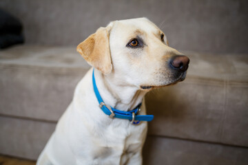 A large white labrador lies on the sofa, a dog in the house, apartment. Pet friend of man