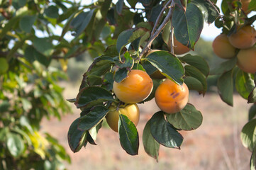 Persimmon tree branch with orange persimmons
