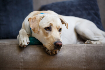 portrait of a large dog of breed Labrador of light coat of color, lies on a sofa in the apartment, pets