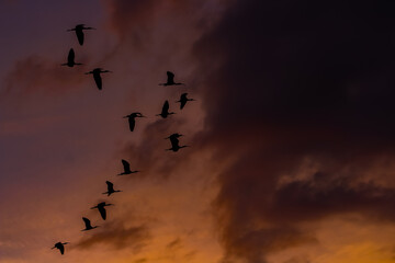 Flock of birds flying away silhouetted by the sunset behind them with clouds in the background