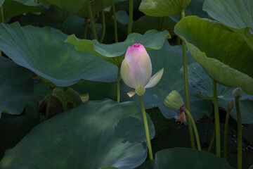 pink lotus flower