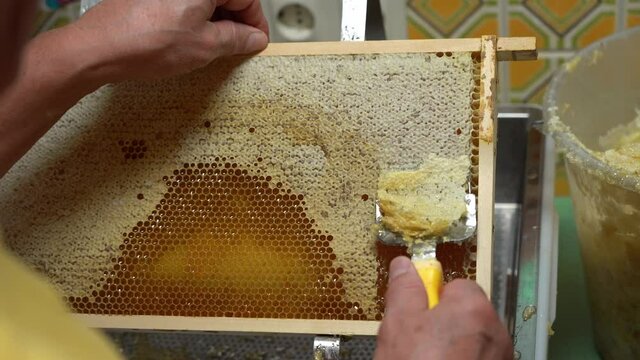Uncovering the honeycombs with the scraper by hand, honey harvest