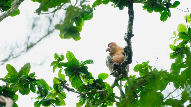 Female proboscis monkey in the wild, sitting on tree, eating leaves and looking around at Bako National Park, Borneo. Wild nature stock footage.
