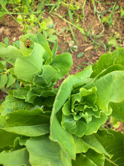Fresh green lettuce growing in garden with a bug