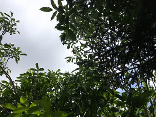 Green leaves background