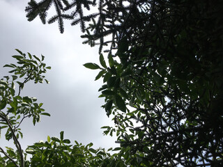 Green leaves background