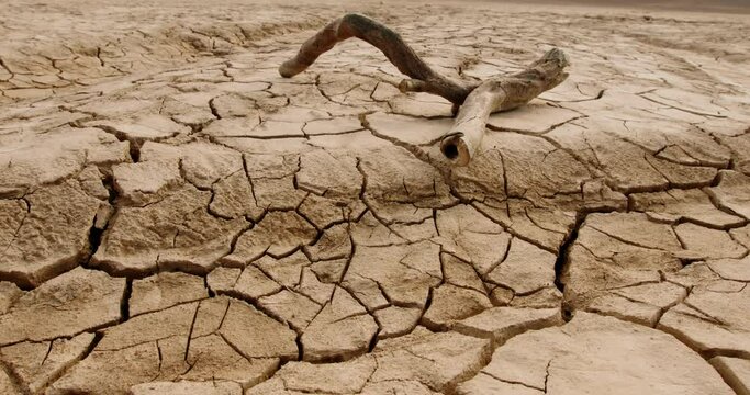 Close up shot of dead branch lying on deserted ground. Driftwood on cracked soil mud dried after erosions and desertification - ecological disaster concept 4k footage