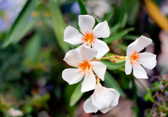 The white flower of an oleander plant