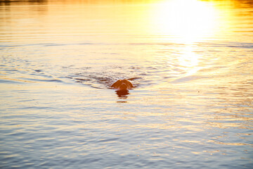 Black dog Labrador at sunset swims in the lake. Gorgeous family pet dog on the beach at sunset. Puppy explores the sea on summer vacation