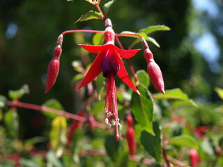 Fuschia magellanica