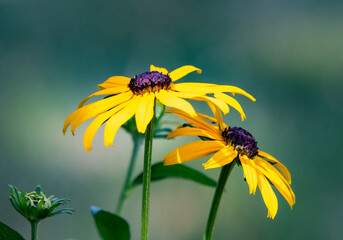 Black-eyed Susans (rudbeckia) in bloom in Oregon