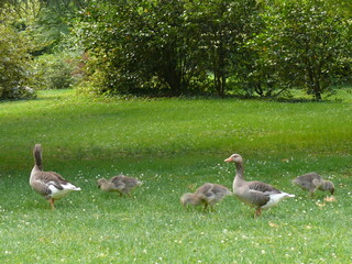 Goose family Famille d'oies