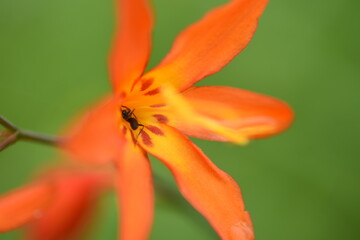 Crocosmia is an Iridaceae bulbous plant with orange flowers in summer.