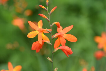 Crocosmia is an Iridaceae bulbous plant with orange flowers in summer.