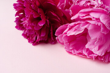 Pink peony flowers on a pink background. Top view, vertical format. Concept Mother's Day, Family...
