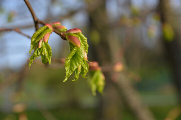 buds of a tree