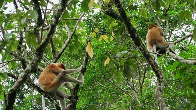 Female proboscis monkey in the wild, sitting on tree, eating leaves and looking around at Bako National Park, Borneo. Wild nature stock footage.