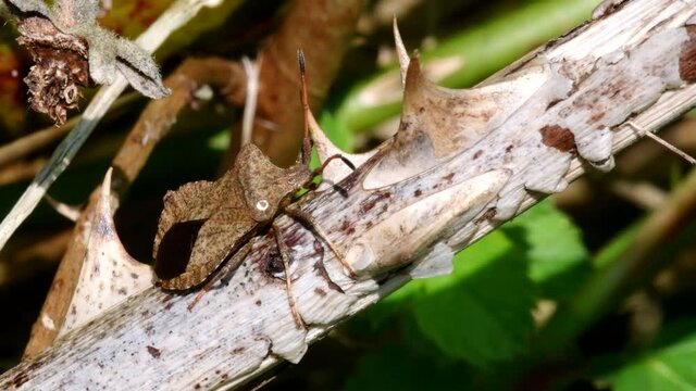 Dock Bug on on dry blackberry. His Latin name is Coreus marginatus.