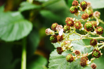 a branch of wild raspberries in the process of forming green berries on a summer day in the forest
