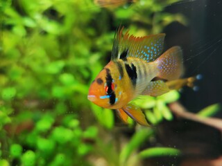 ramirezi