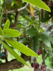 green leaves on a branch