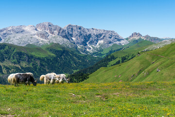 Hairy Scottish yak against the backdrop of the mountains. Alps, Dolomites, Trentino Alto Adige, Val Venegia.