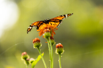butterfly on flower