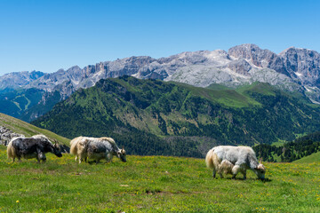 Fototapeta na wymiar Hairy Scottish yak against the backdrop of the mountains. Alps, Dolomites, Trentino Alto Adige, Val Venegia.