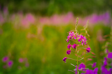 Chamaenerion angustifolium, a Fireweed blooming in the meadow. M