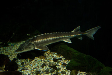 The Siberian sturgeon (Acipenser baerii).