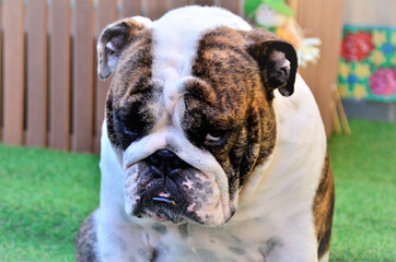 A face emburrada de um buldogue inglês