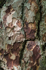 Texture of the pine bark