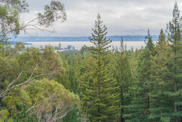 View of trees in Redwood forest