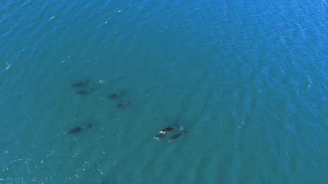 Orewa Beach, Orewa Dolphins, Bottle Nose Dolphins, Whangaparaoa New Zealand Spring springtime drone photos videos ANZAC Whangaparaoa Peninsula bay shore beach north island Auckland bay of whales