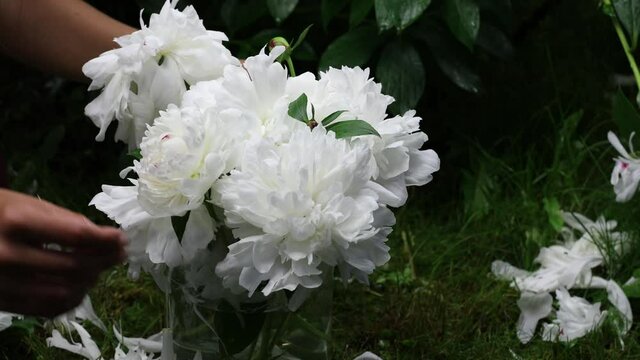 Beautiful female hands collect a bouquet of white peonies. 4K footage.