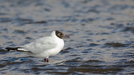 gaviota sobro costa de lago comiendo 